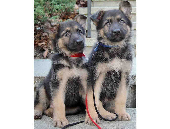 **Name a Guiding Eyes Puppy**