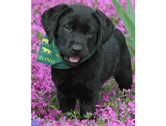 **Name a Guiding Eyes Puppy**