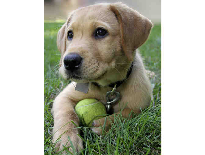 **Name a Guiding Eyes Puppy**