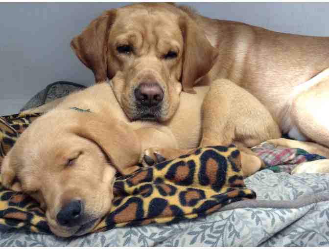 Celebrating Great Dads