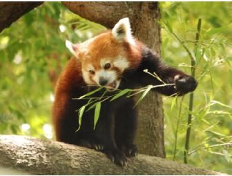 Sacramento Zoo for Four