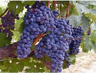 Vintner's Collective Private Wine Tasting for 6 in Napa Valley