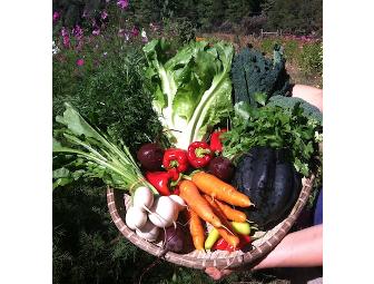 Summer Salad Combo - Olive Vitality, Mountain Bounty, and Lalita Pottery