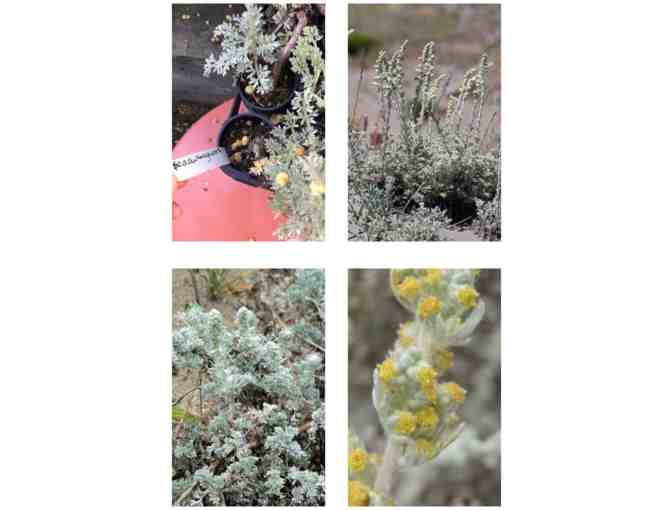 4 Species of California Native Plants (30 small pots total)