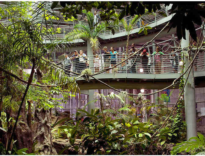 Cal Academy Package: 4 Tickets to Cal Academy of Sciences & $50 to Pacific Catch