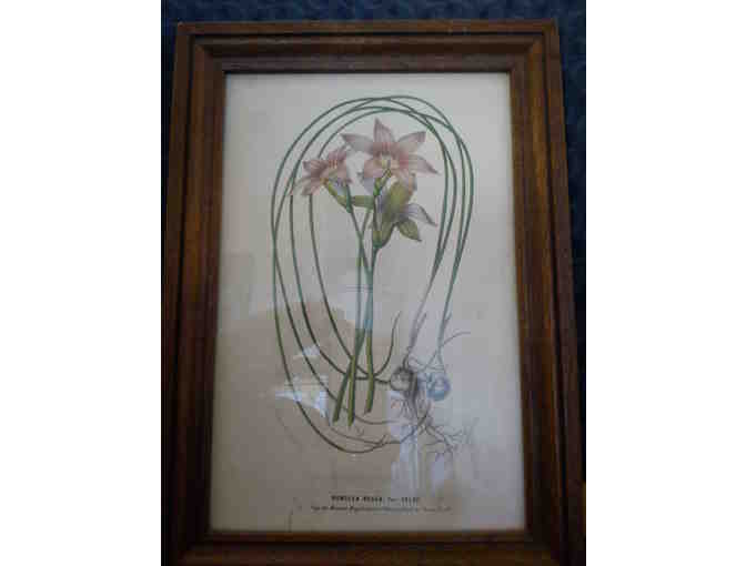 Framed Herb Print from page 132 of the Journal Flore des serres et des jardins de l'Europe