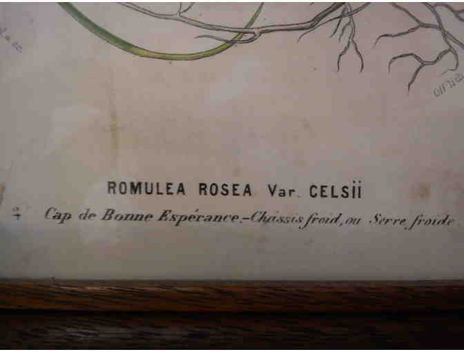 Framed Herb Print from page 132 of the Journal Flore des serres et des jardins de l'Europe
