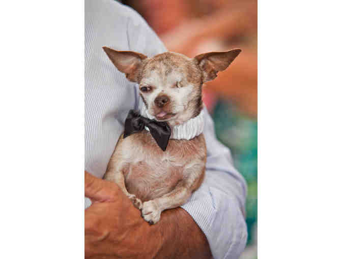 Harley's Black Tie (from first fancy event)