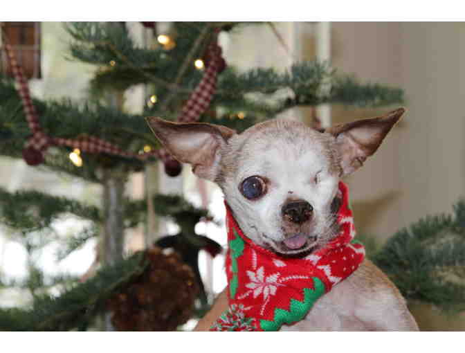 Harley's Christmas Hat & Scarf