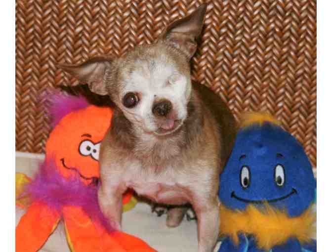 Harley's Octopus Stuffed Toy