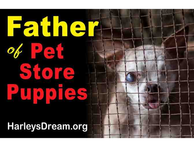 Protest Signs - Set of 8