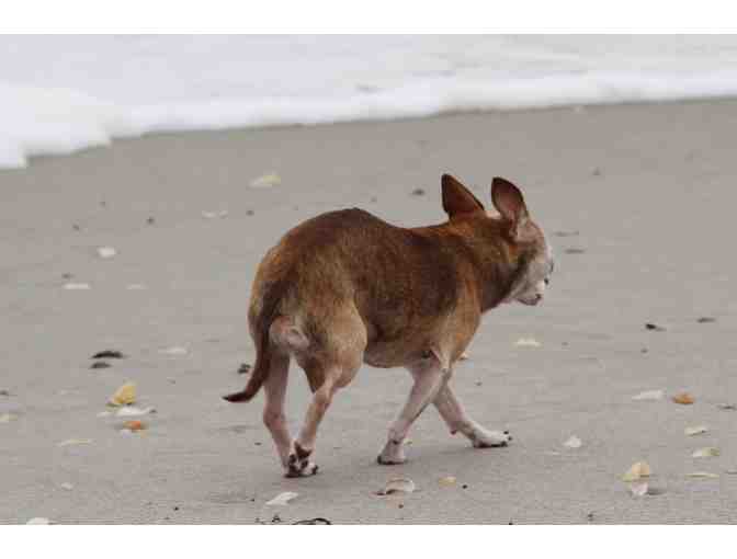 Handmade Dog Quilt/Blanket - The Ocean