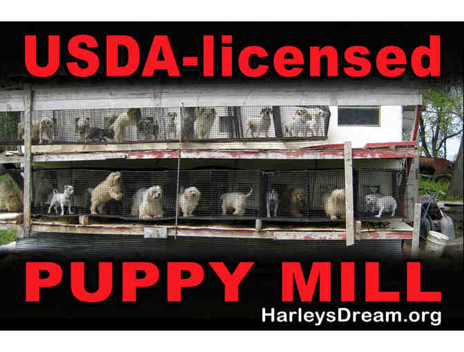 Event - Protest - Yard Signs (set of 8)