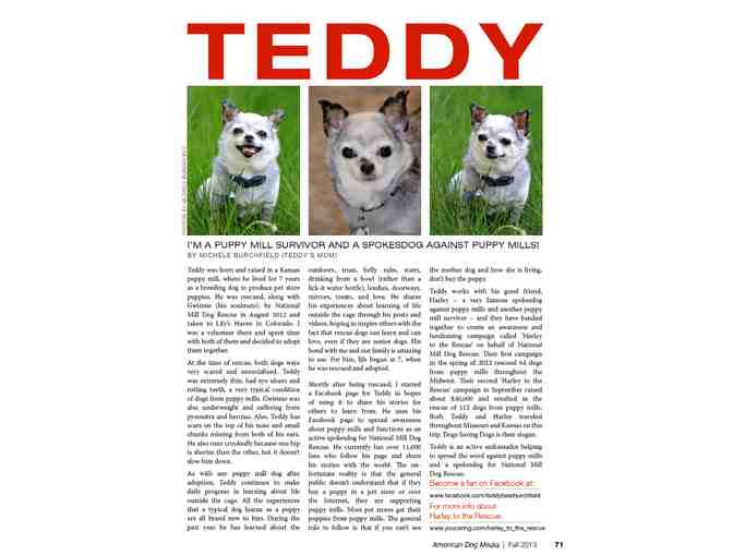 Magazine - American Dog - Article about Teddy