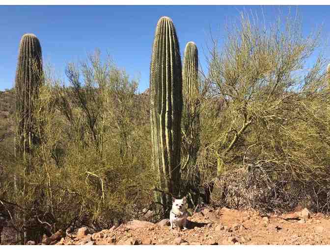 Arizona Cactus - Art by Teddy