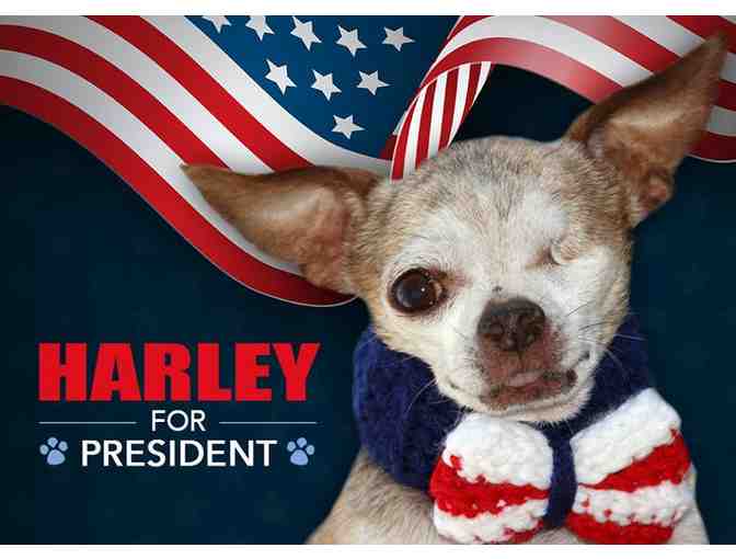 Harley's 'Harley for President' Collar & Bow Tie (from our personal collection)