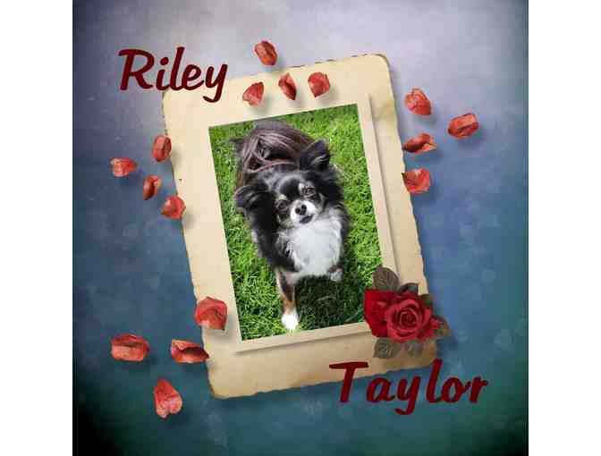 Memorial Scrapbook of Riley