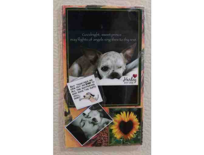 Photo Magnets - Harley & Teddy (Set of 4)