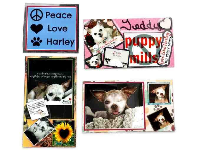 Photo Magnets - Harley & Teddy (Set of 4)
