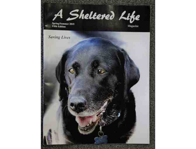 Sheltered Life Magazine - Article about Harley