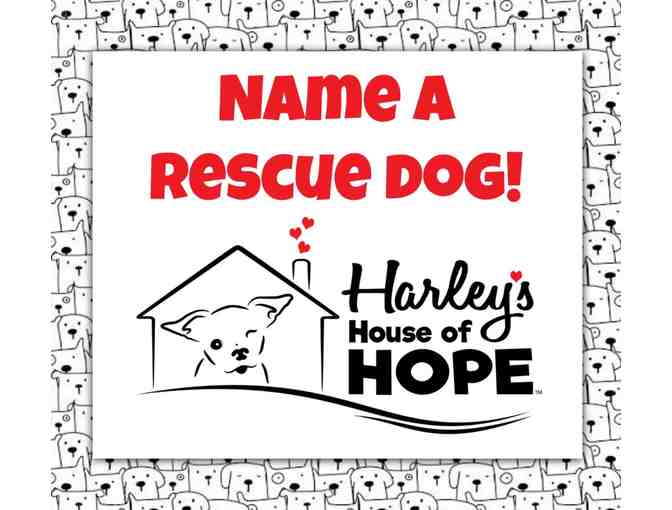 Name a "Harley's House of Hope" Dog! - Photo 1