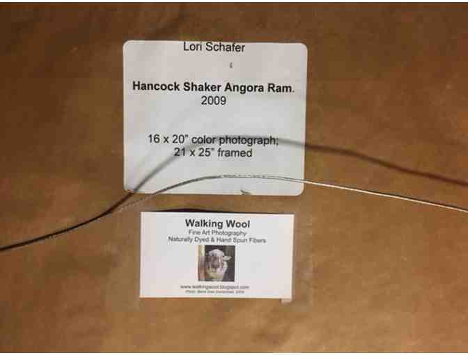 'Hancock Shaker Angora Ram' Framed Color Photograph