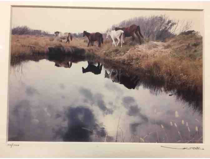 Wild Horse Reflection Color Photo