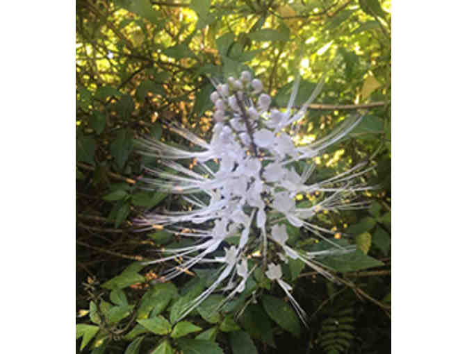 Four 1-Day Passes: Hawai'i Tropical Botanical Garden