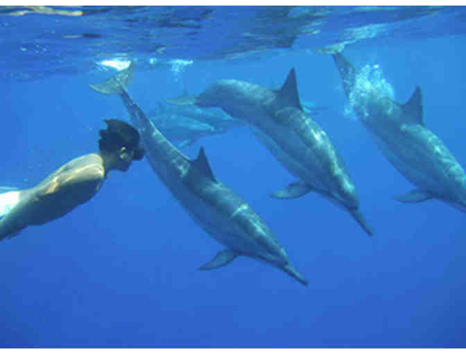 Dolphin Reef Snorkel and Cruise for Two