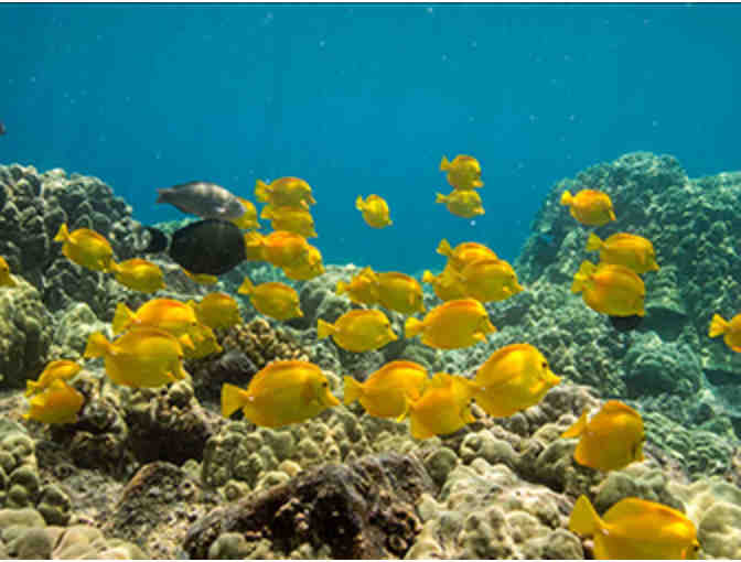 Dolphin Reef Snorkel and Cruise for Two