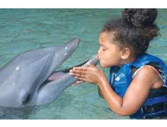 Dolphin Quest Hawaii
