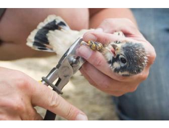 American Kestrel Banding with Dr. Jean-Francois Therrien