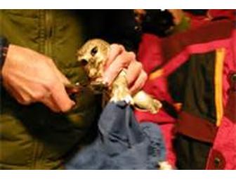 Saw Whet Owl Banding with Hawk Mountain Educator and Licensed Bander, Shea Marino