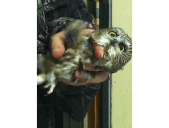 Saw Whet Owl Banding with Hawk Mountain Educator and Licensed Bander, Shea Marino