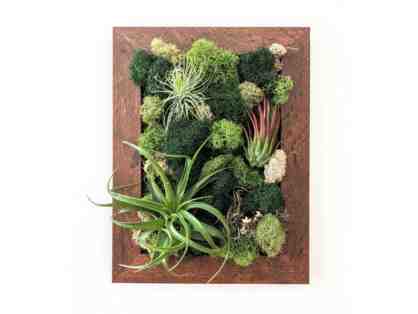 Air Plant Frames with Plants (Science)
