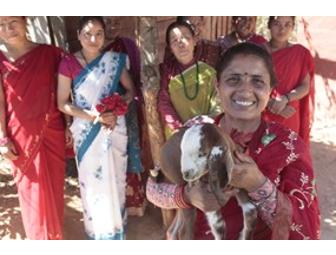 Buy a Goat for Nepal - 'Buy it Now' Item