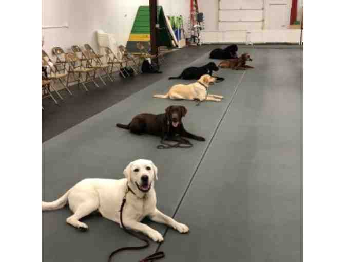 Cloud Nine Training School for Dogs - 6 Session Class