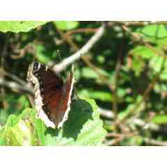 Deena Weinstein : Life Transitions: Thriving with Illness, Aging, Dying and Loss