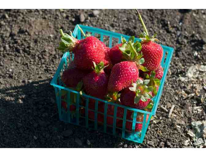 Edible Garden Home Consultation with Drew Harwell