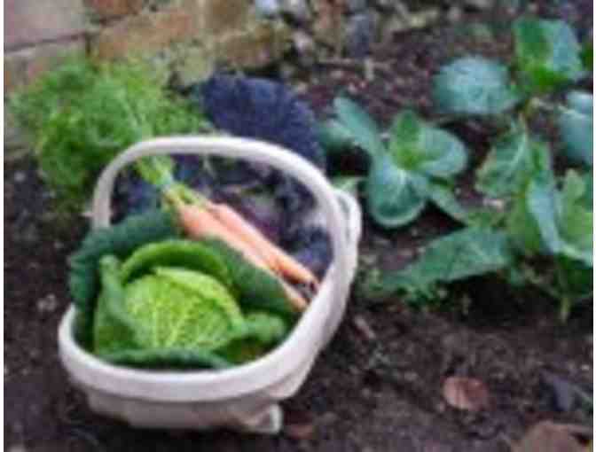 Edible Garden Home Consultation with Drew Harwell