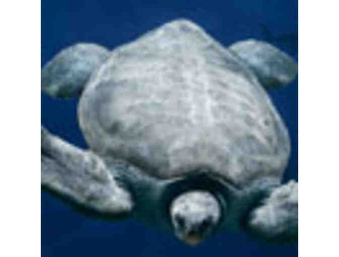 Monterey Bay Aquarium - 4 tix and special tour