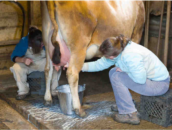 Cow Milking Experience