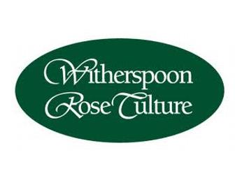 Witherspoon Rose Culture