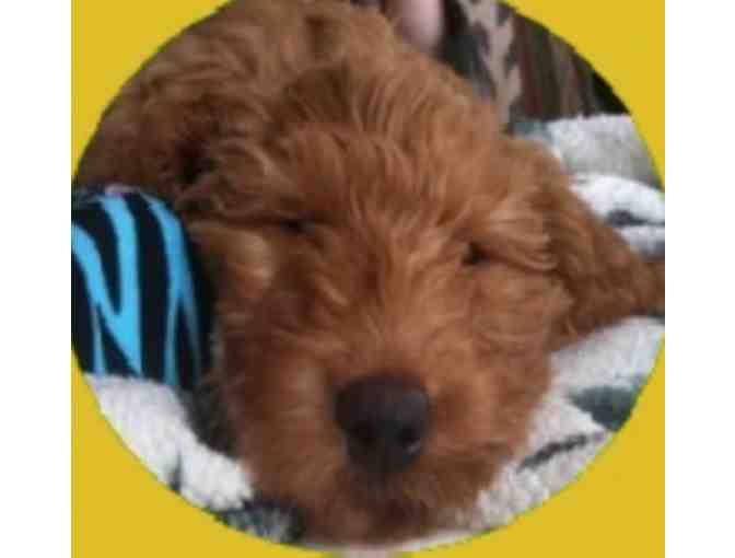 Australian Labradoodle Puppy from Cream Puff Labradoodles