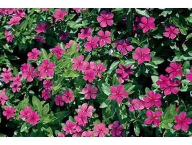 3 Flats Seasonal Color Flowers - Bennett Landscape