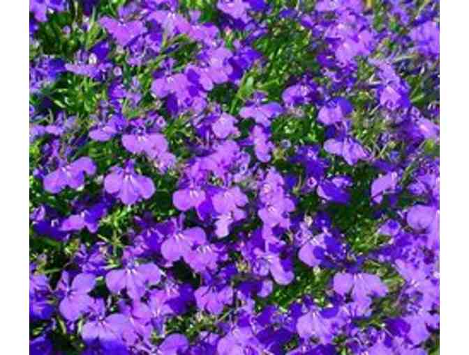 3 Flats Seasonal Color Flowers - Bennett Landscape