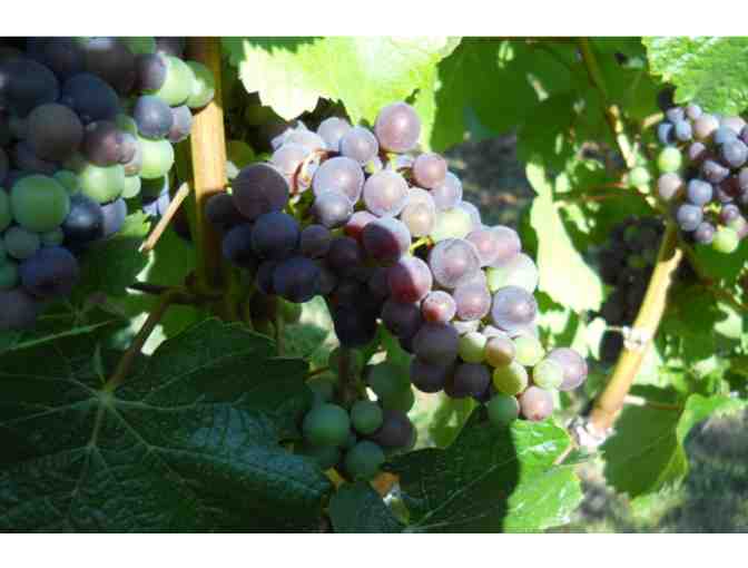 White Pinot Gris from Aurora Vines