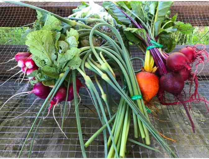 One Box of Organic Seasonal Vegetables from Promiseland Farms