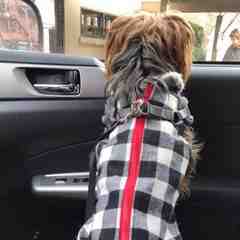 While They Happily Wait Pet Care