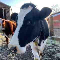 Billanjo Family Farm